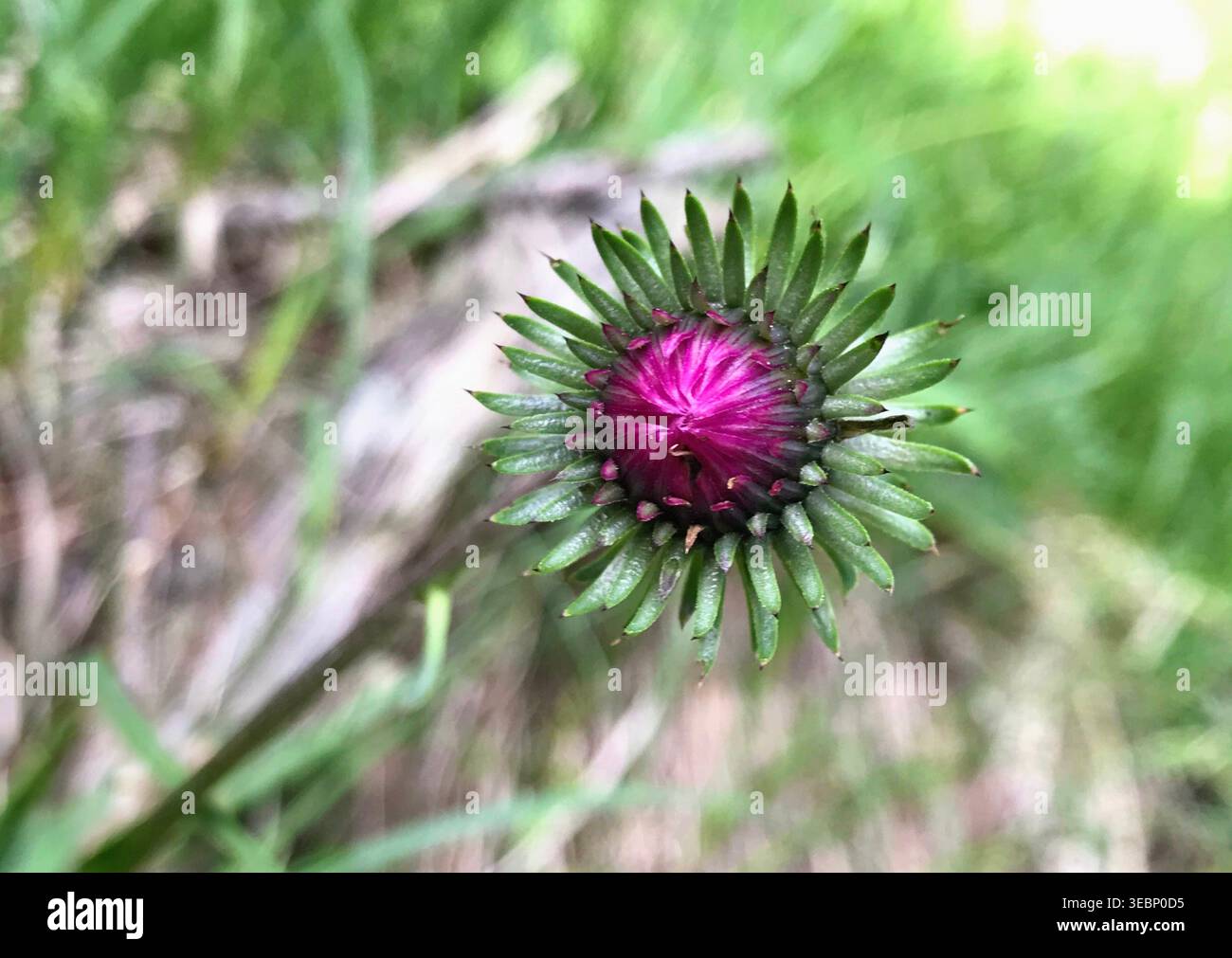 Primo piano del Bud di Cardo chiuso con Centro Rosa brillante e foglie a forma di stella nelle Alpi svizzere Foto Stock