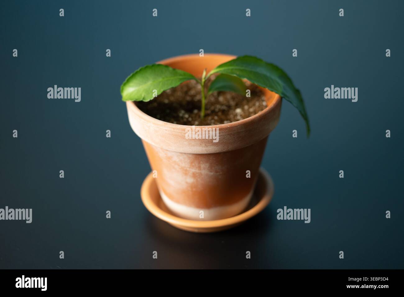 Camellia sinensis in vaso di fiori su sfondo scuro, concetto di arredamento per la casa Foto Stock