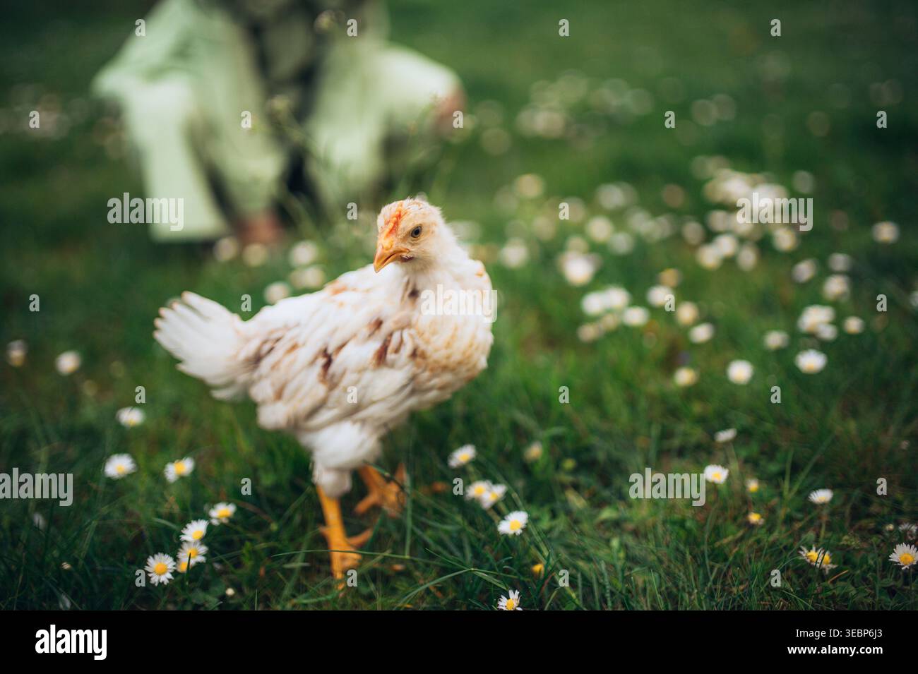 Primo piano di pollo in una fattoria a conduzione familiare. Foto Stock
