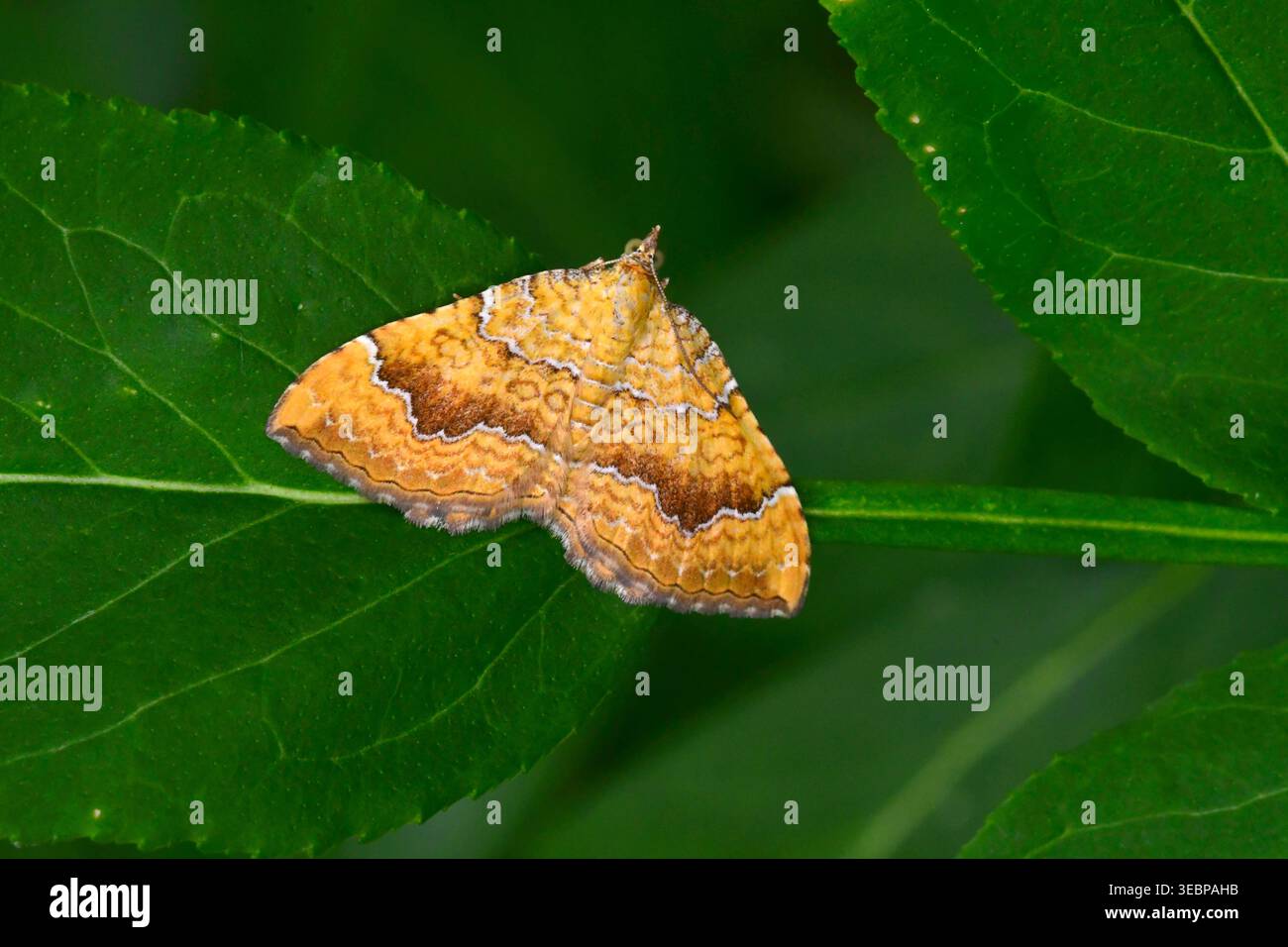 Moth guscio giallo (Camptogramma bilineata) su una foglia verde. Germania Foto Stock