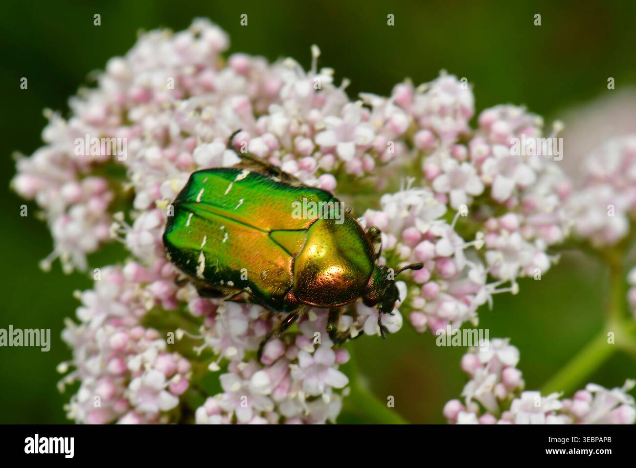 Chafer di rose (Cetonia aurata). Beetle sui fiori della Valeriana. Germania Foto Stock