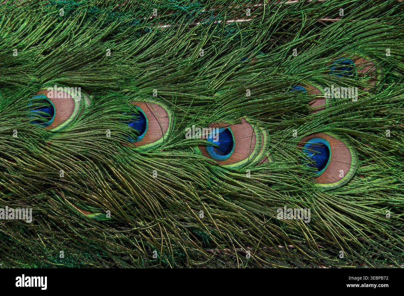 Sfondo astratto di piumaggio pavone con texture dettagliata di barbe verdi e macchie colorate Foto Stock