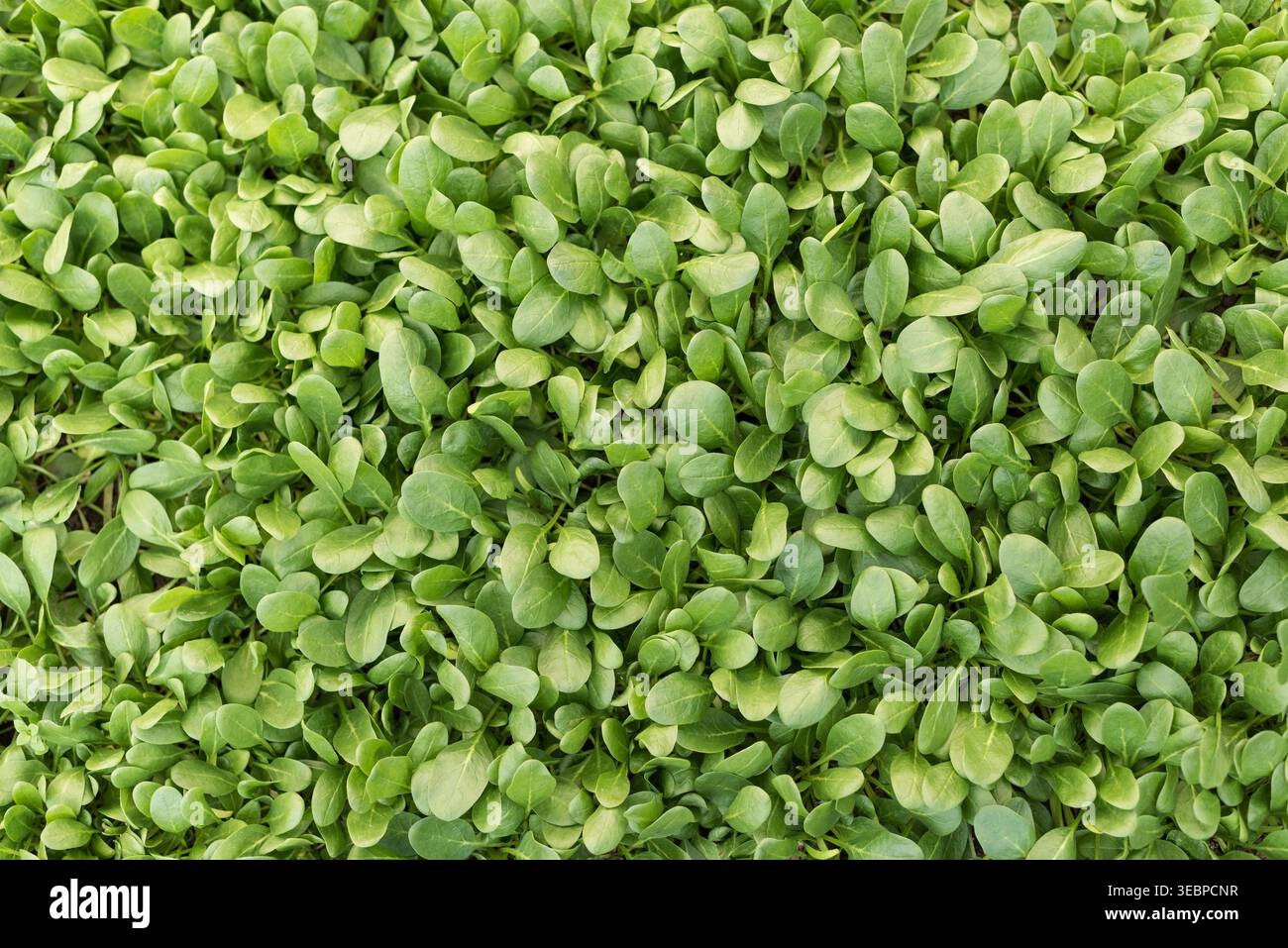 Vista dall'alto delle foglie di spinaci freschi disposte come sfondo verde naturale. Concetto di cibo biologico sano con stile pulito e minimale e spazio di copia, suitab Foto Stock