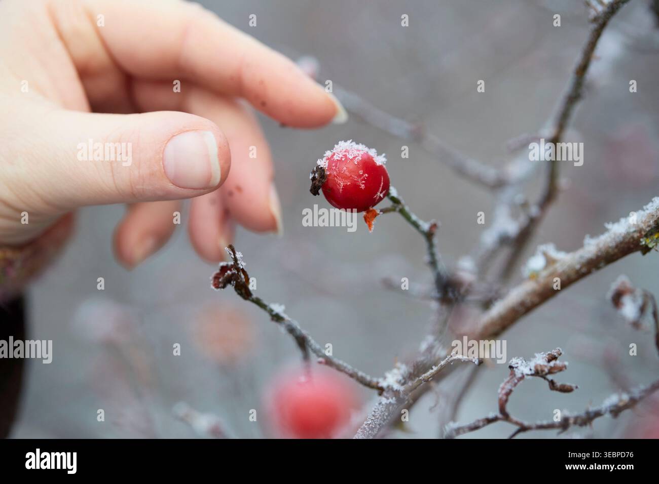 Rosa canina. Raccolta delle rose anche in inverno. Germania Foto Stock
