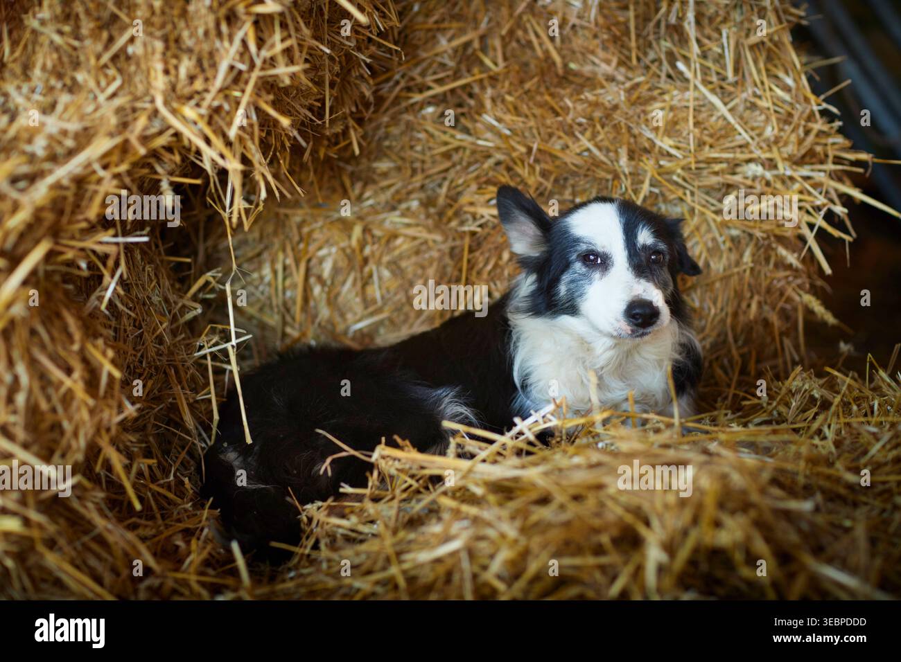 Border Collie. Cane adulto disteso nella paglia. Germania Foto Stock