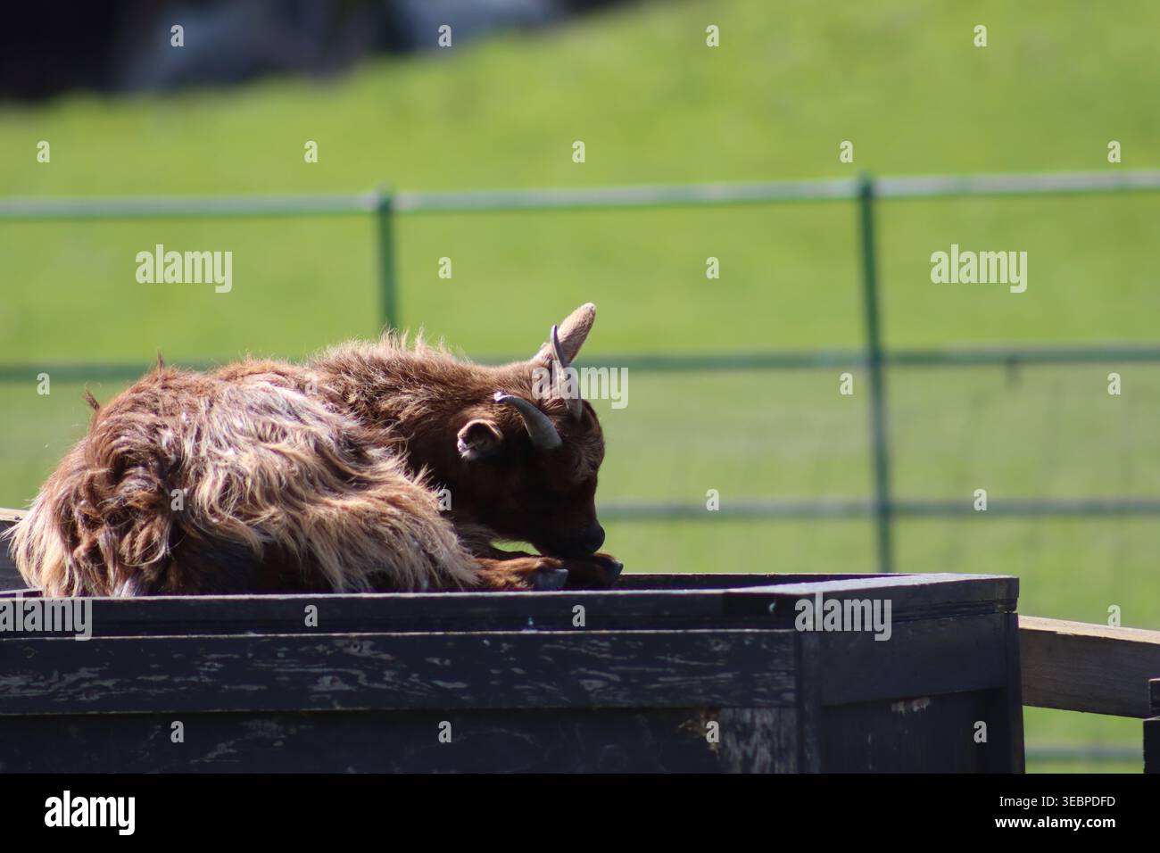 Un giovane capretto bruno con le piccole corna che riposano infilato all'interno di una fossa di legno scuro in una giornata di sole. Jupiter Artland, Edimburgo, Scozia. Foto Stock