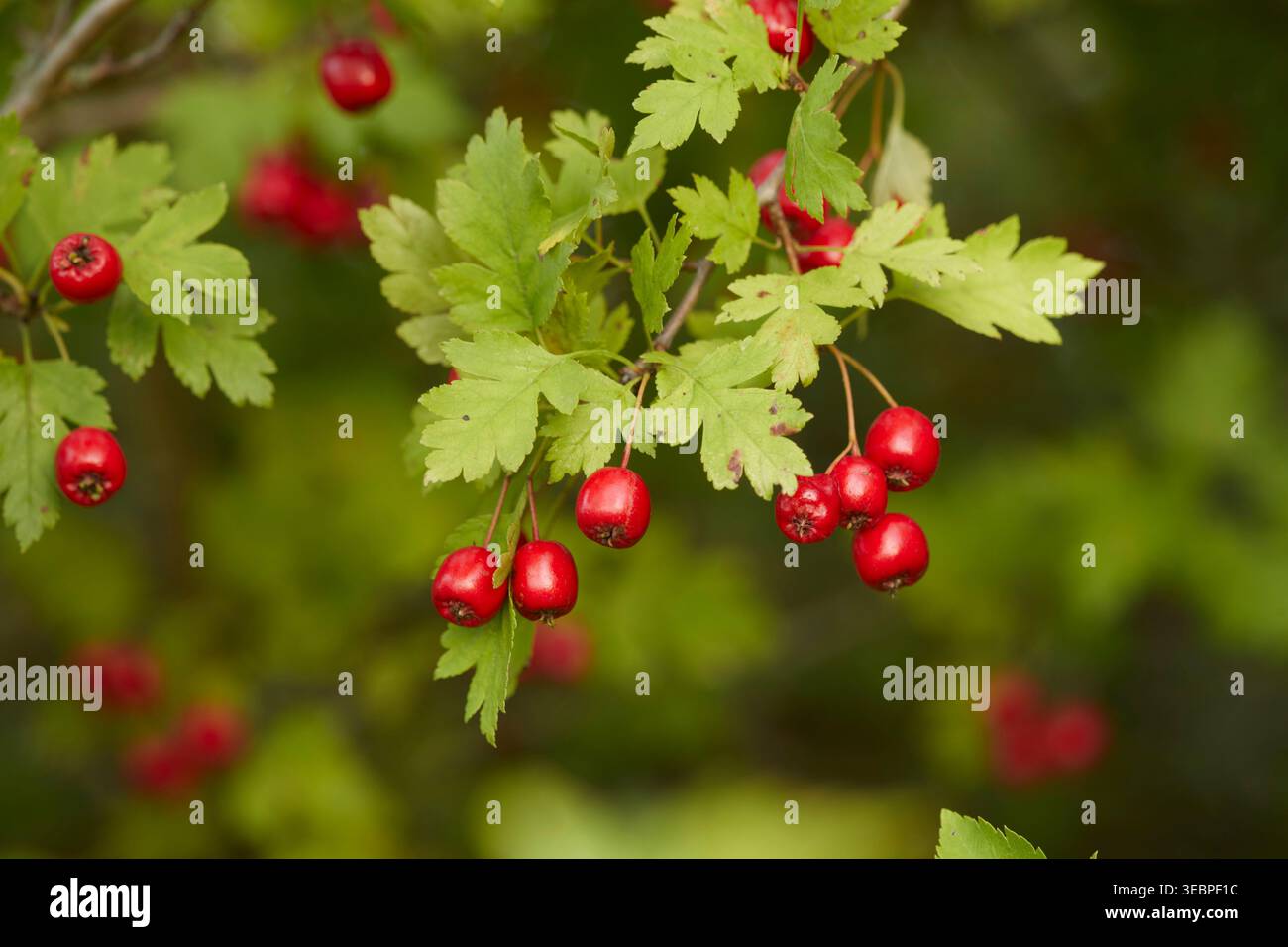 Biancospino (Crataegus laevigata). Ramoscello con frutta matura. Germania Foto Stock