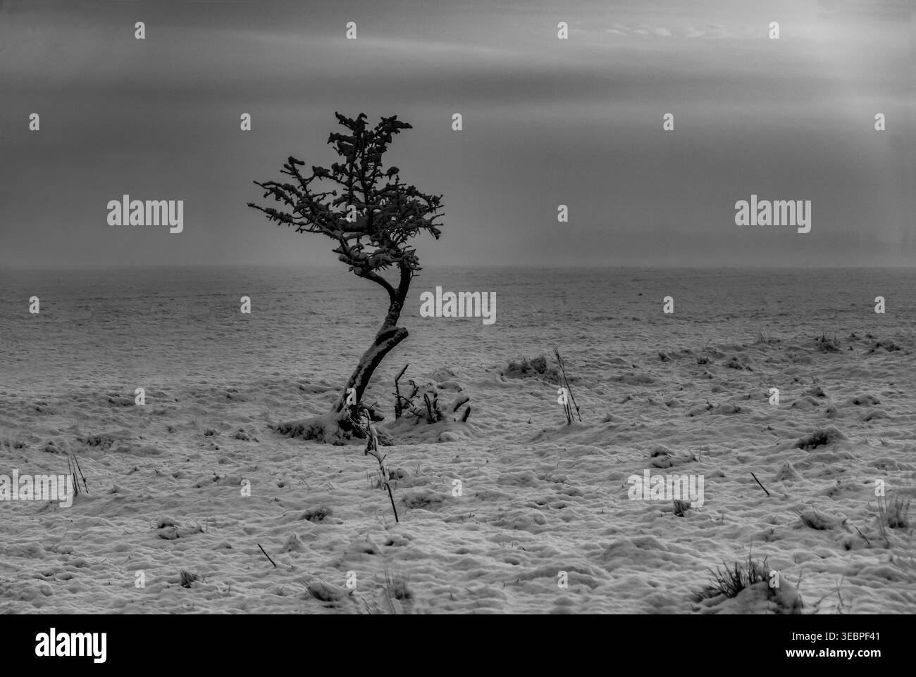 Albero coperto di neve solitario in Un paesaggio invernale. &bianco e nero Foto Stock