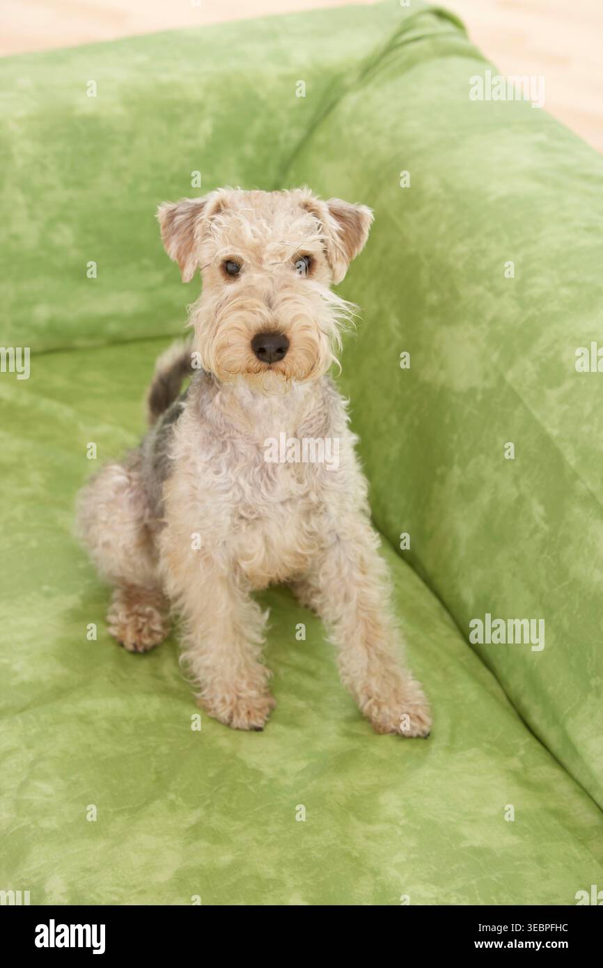 Lakeland Terrier. Cane adulto seduto su un divano verde. Germania Foto Stock