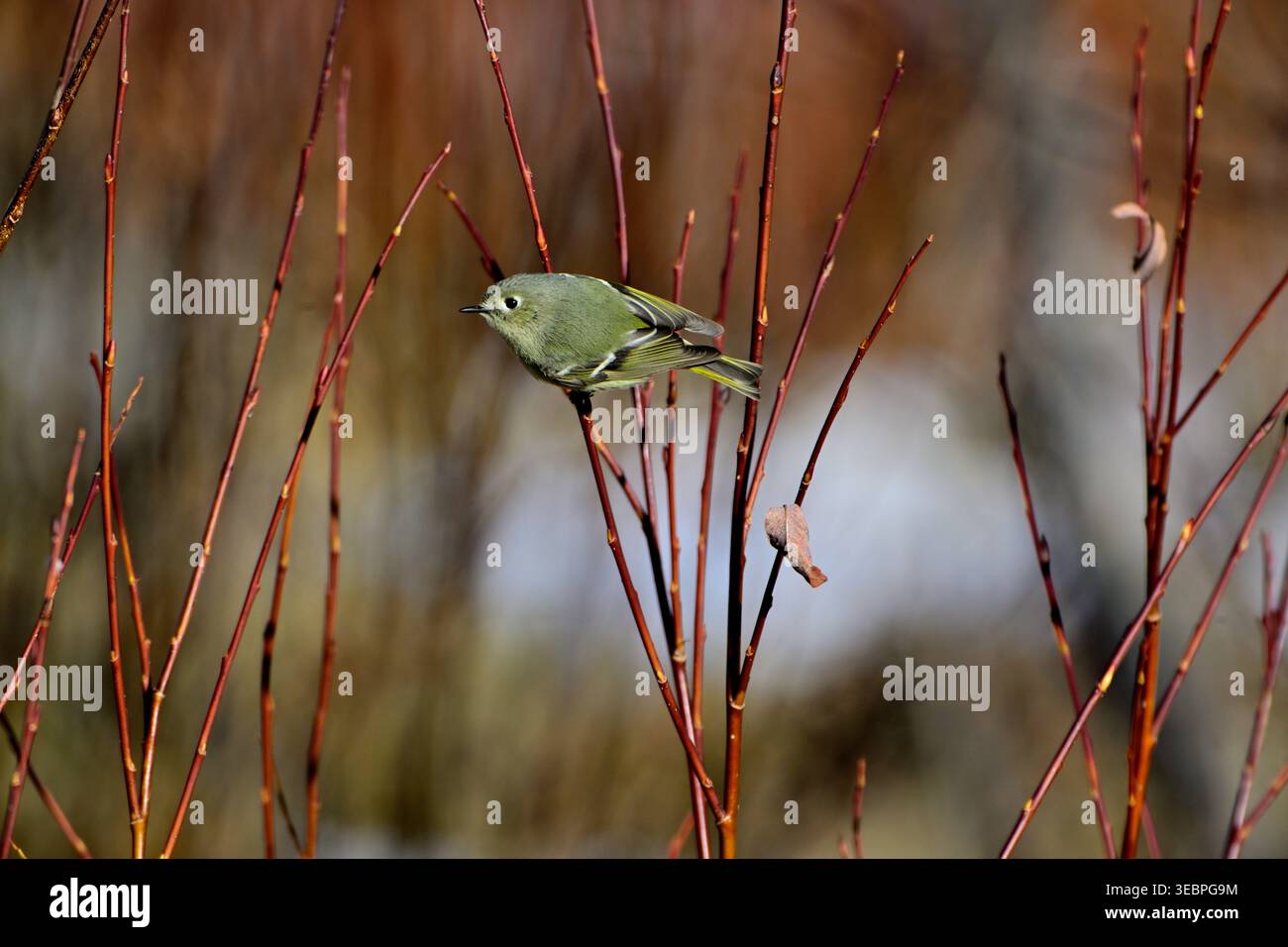 Un maschio Kinglet coronato da rubino che si presta alla ricerca di insetti in alcuni rami di salice nella rurale Alberta Canada Foto Stock