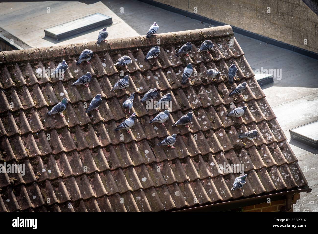 Un gruppo o colonia di piccioni selvatici (Columba livia) che si riparano dalle condizioni atmosferiche ventose su un tetto a Southampton, Inghilterra, Regno Unito Foto Stock