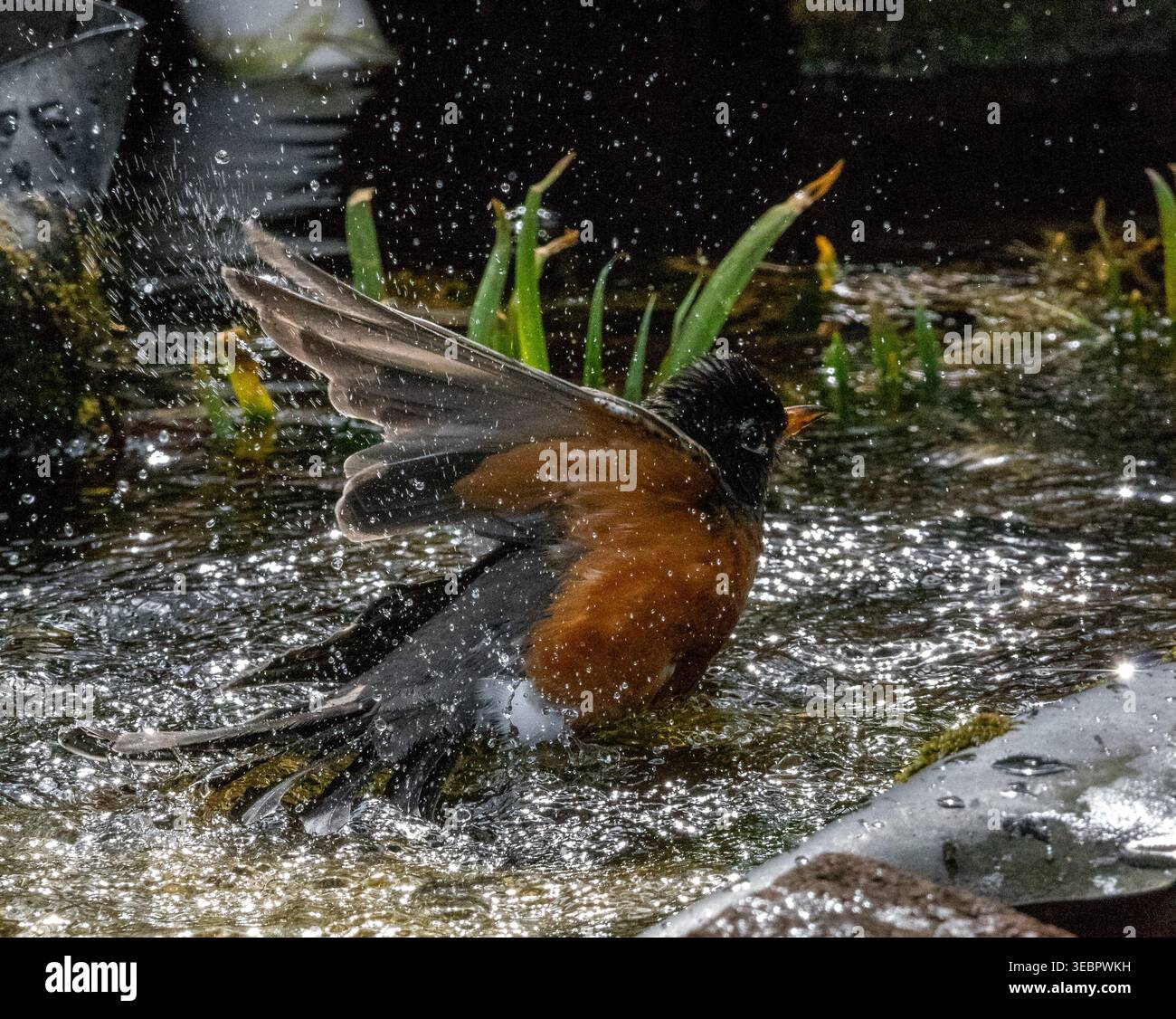 Goccioline d'acqua volanti a Robin Bath Foto Stock