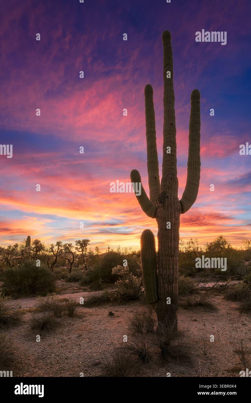 Paesaggio panoramico del deserto di Sonora con un Cactus di Saguaro al tramonto a Phoenix, Arizona. Foto Stock