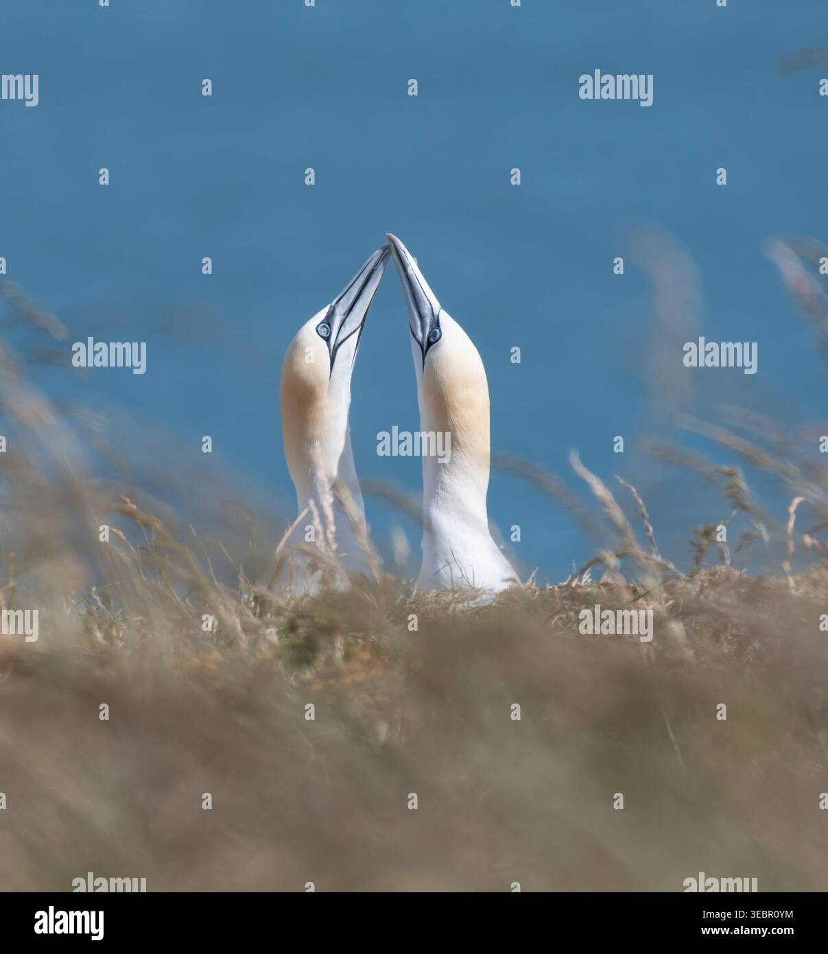 Northern gannet Morus bassanus, coppia che esegue il display di puntamento delle banconote. Primavera. Foto Stock