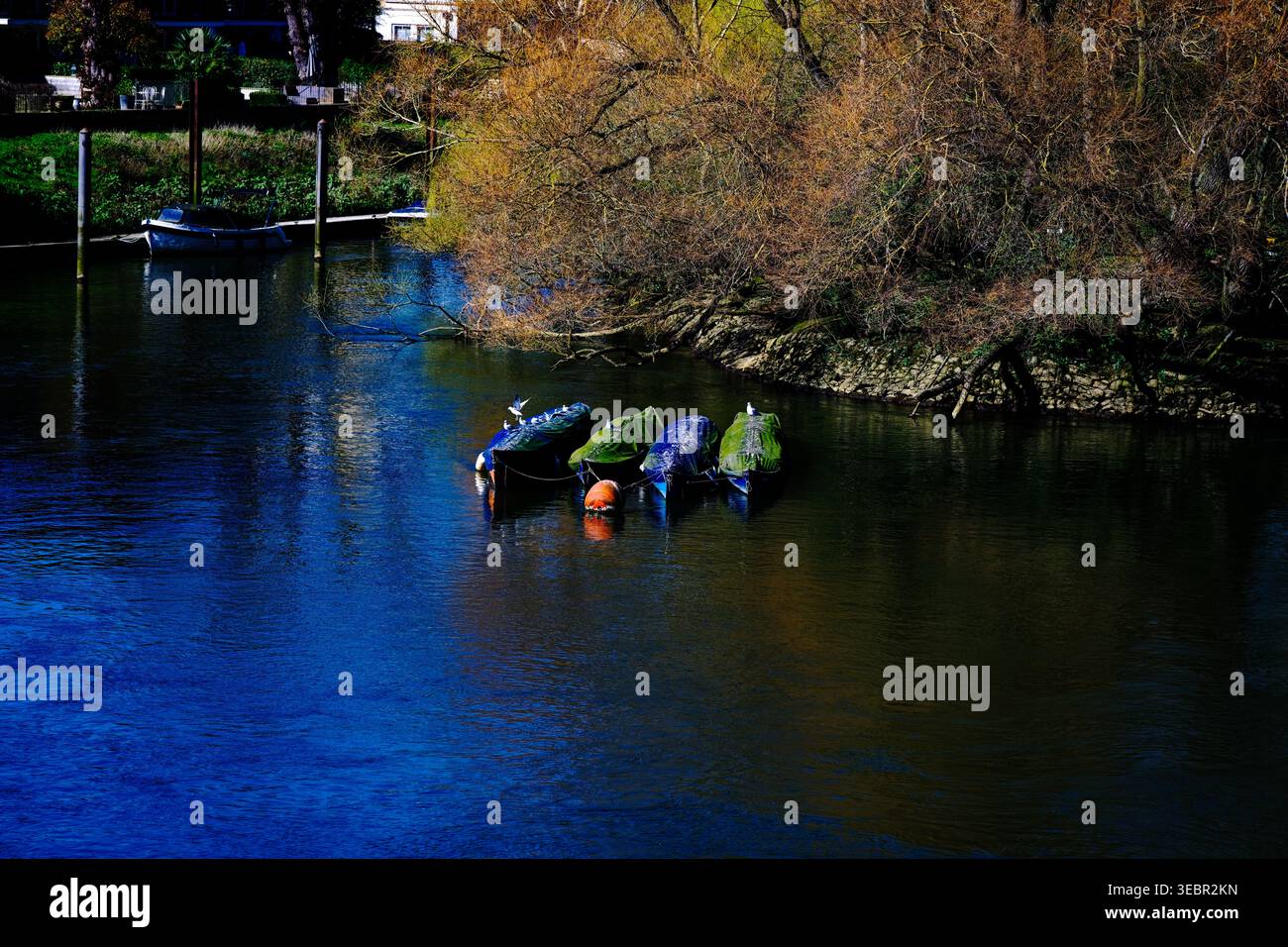 Barche ormeggiate sul Tamigi a Richmond-upon-Thames, Londra, Inghilterra Foto Stock