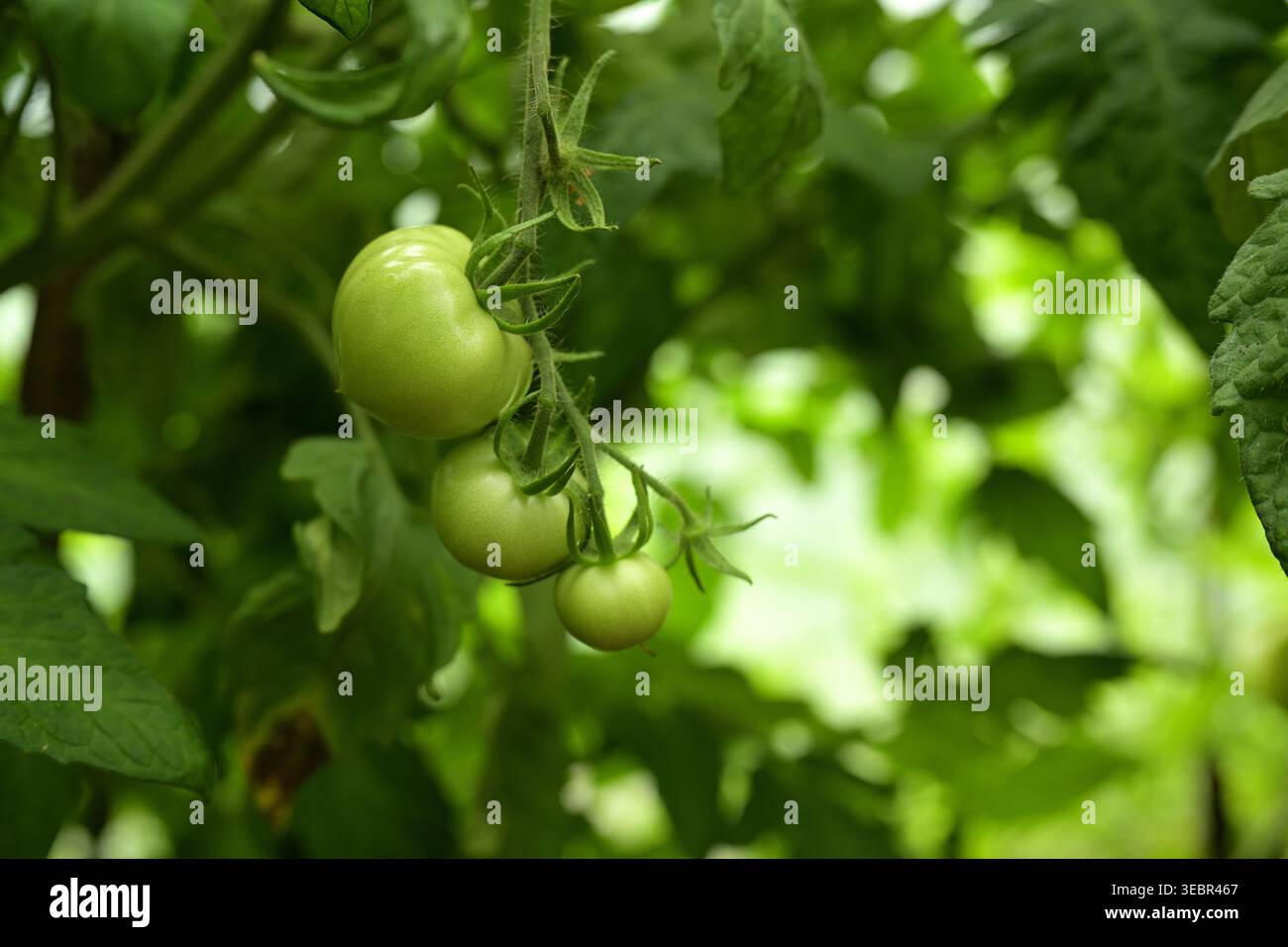 Pomodori verdi non maturi che crescono su una vite in una serra Foto Stock