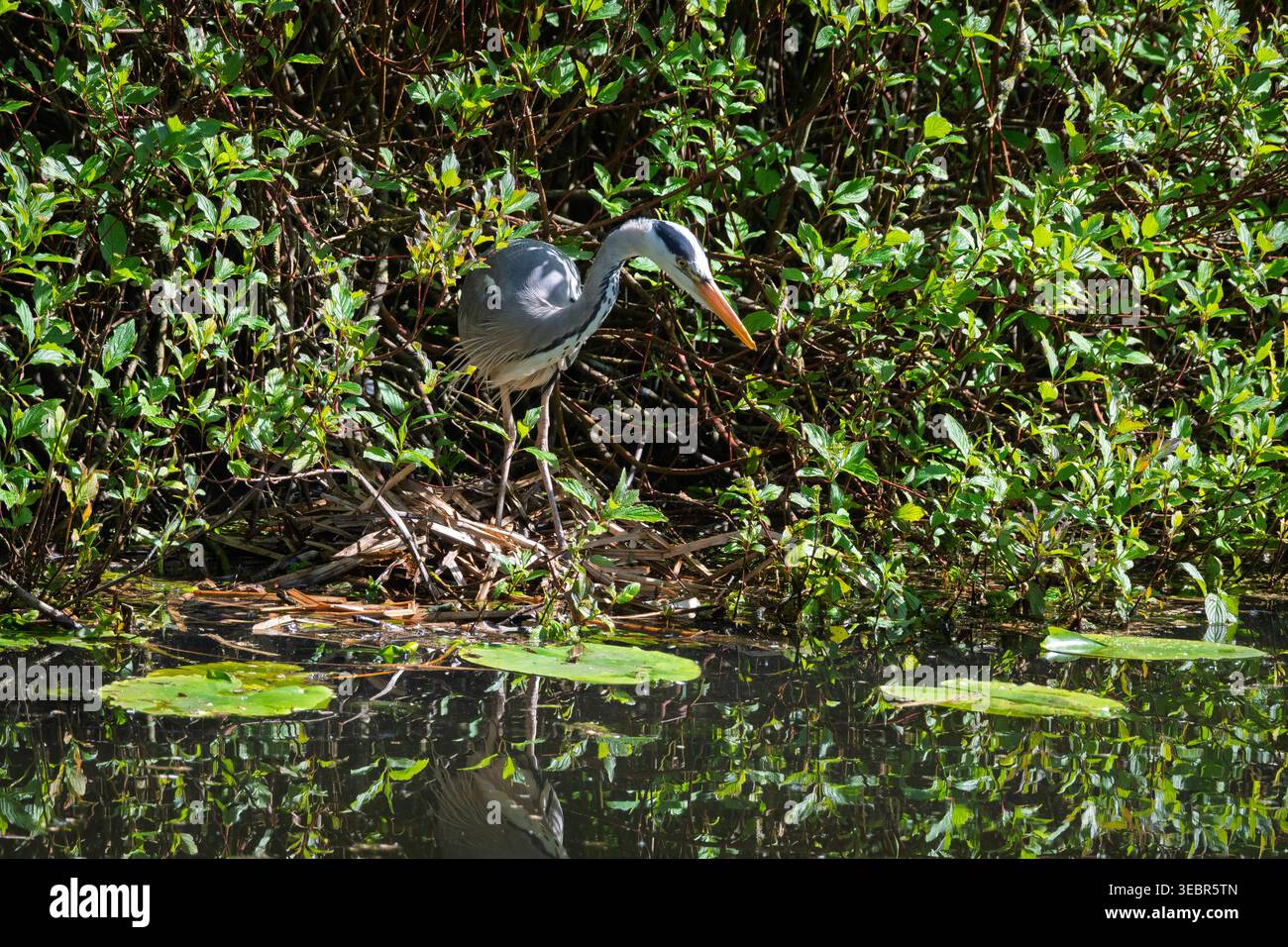 Un airone grigio si erge in allerta sulla riva di un tranquillo canale, circondato da vivaci piante verdi. Cerca attentamente l'acqua per il suo prossimo pasto, show Foto Stock
