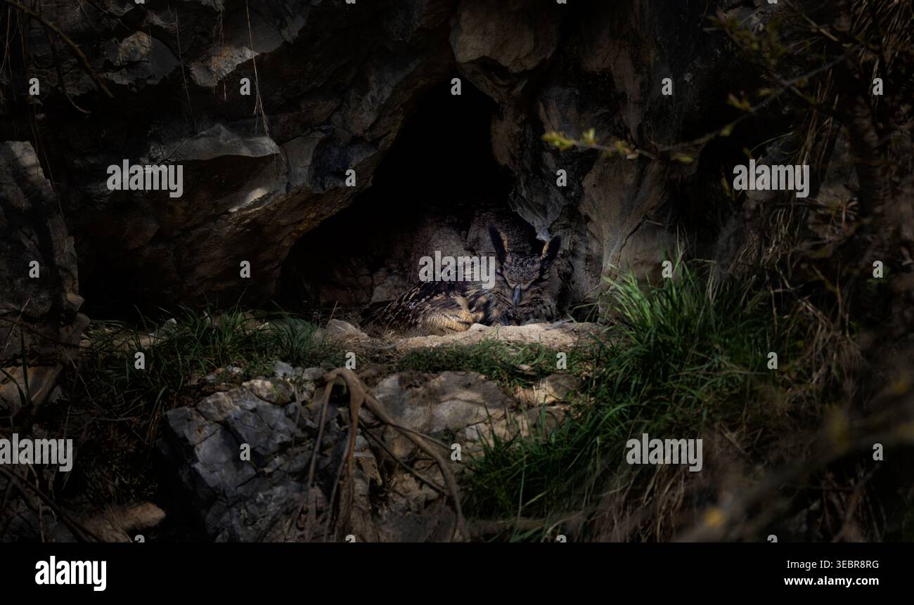 Bubo bubo con gufo eurasiatico che riposa in un sito di nidificazione di scogliere rocciose, il maestoso gufo nel suo habitat naturale di montagna, la Repubblica Ceca, la migliore foto. Foto Stock