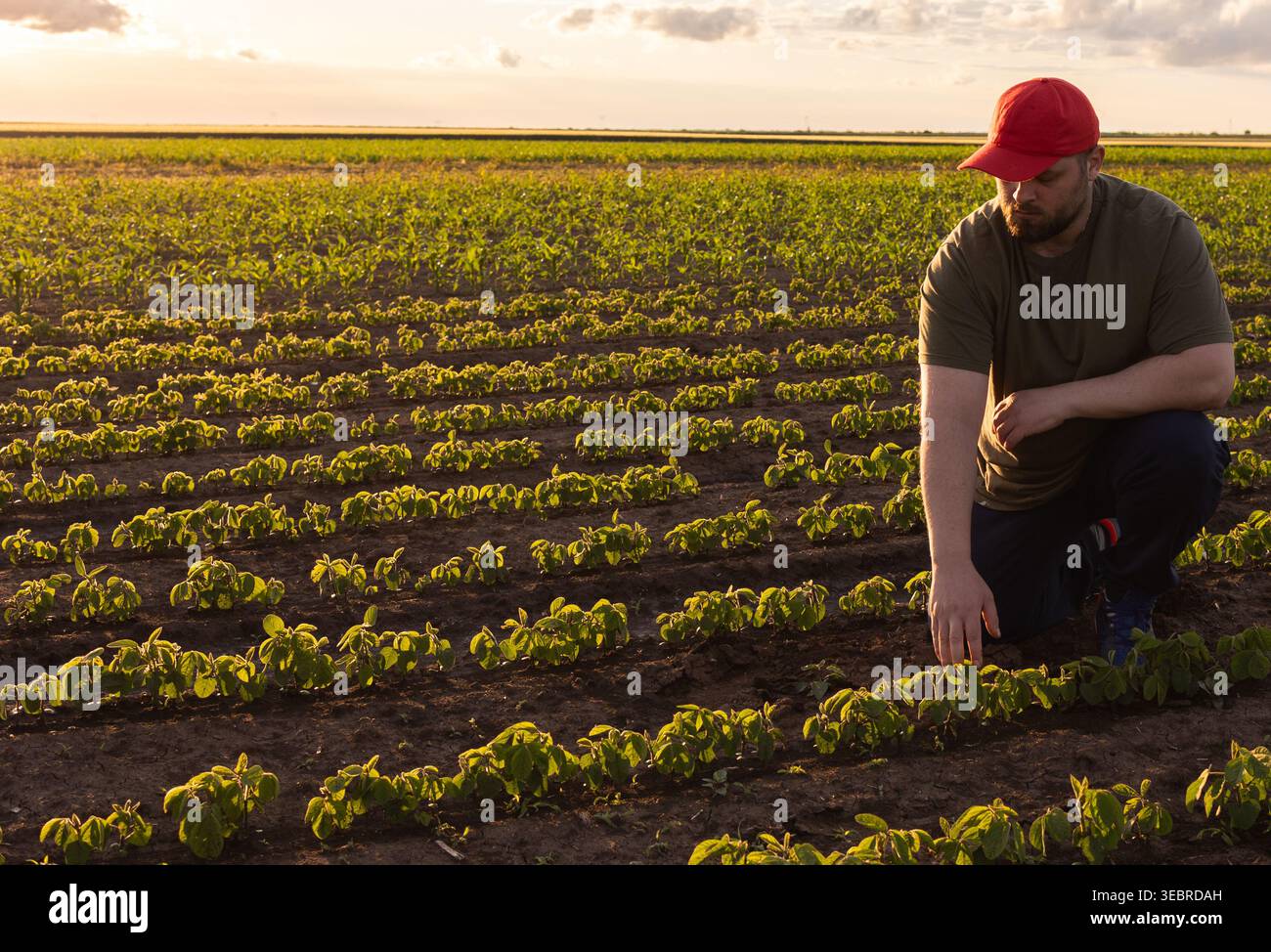 Agricoltore che controlla la qualità della soia sul campo.coltivatore che accovaglia nel campo della soia e controlla la qualità del raccolto in tarda estate Foto Stock