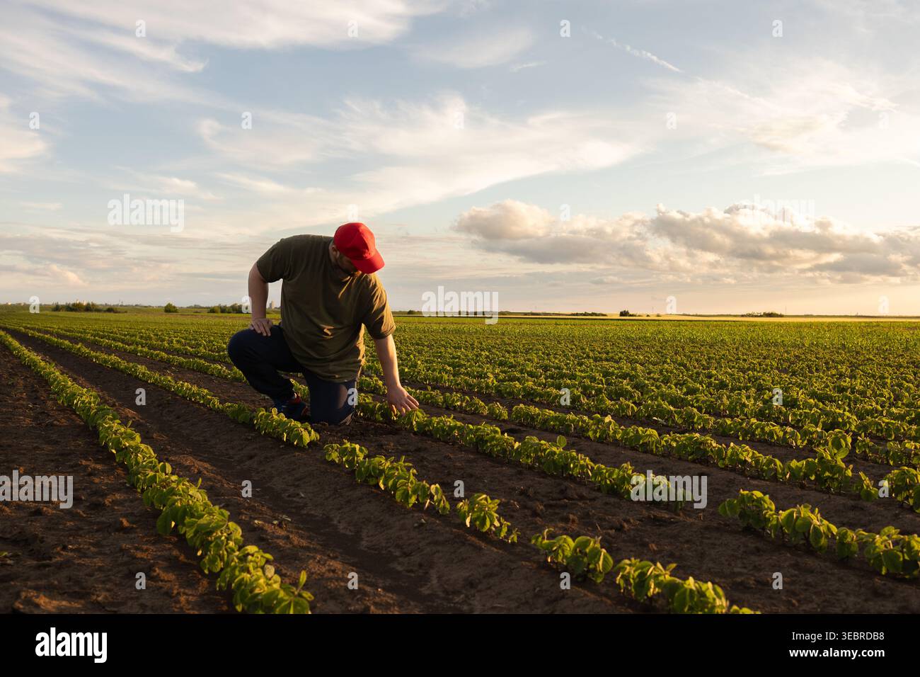 Agricoltore che controlla la qualità della soia sul campo.coltivatore che accovaglia nel campo della soia e controlla la qualità del raccolto in tarda estate Foto Stock