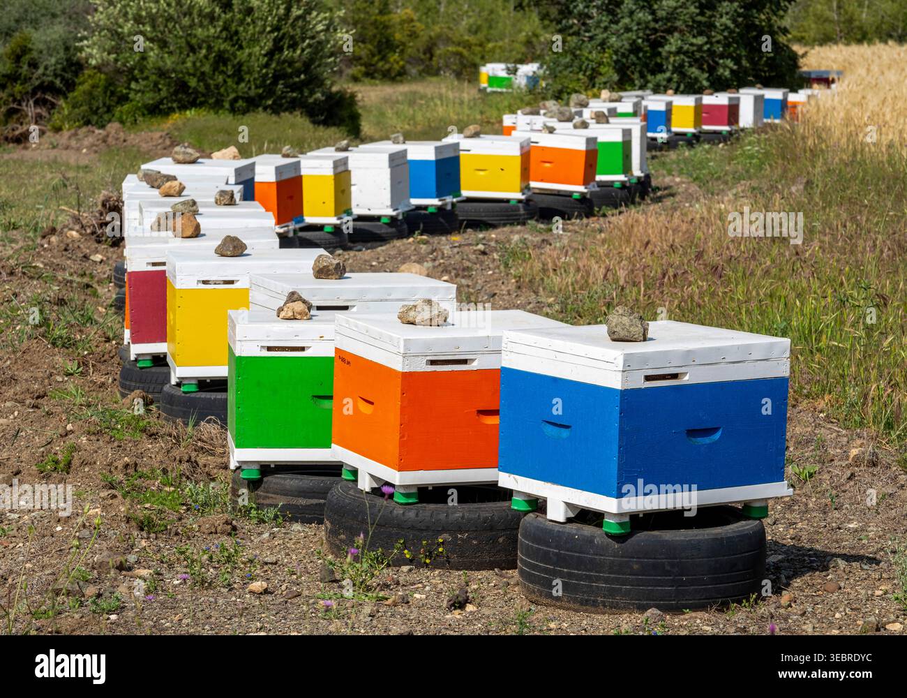 Una fila di alveari colorati nel Parco forestale nazionale di Akamas, Cipro Foto Stock
