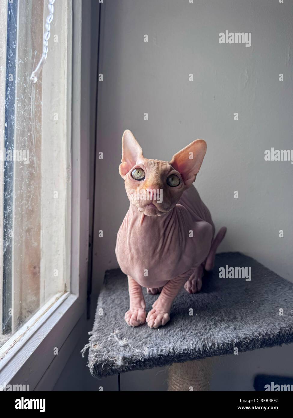 Gatto Sphynx seduto su un palo graffiante vicino alla finestra. Foto Stock