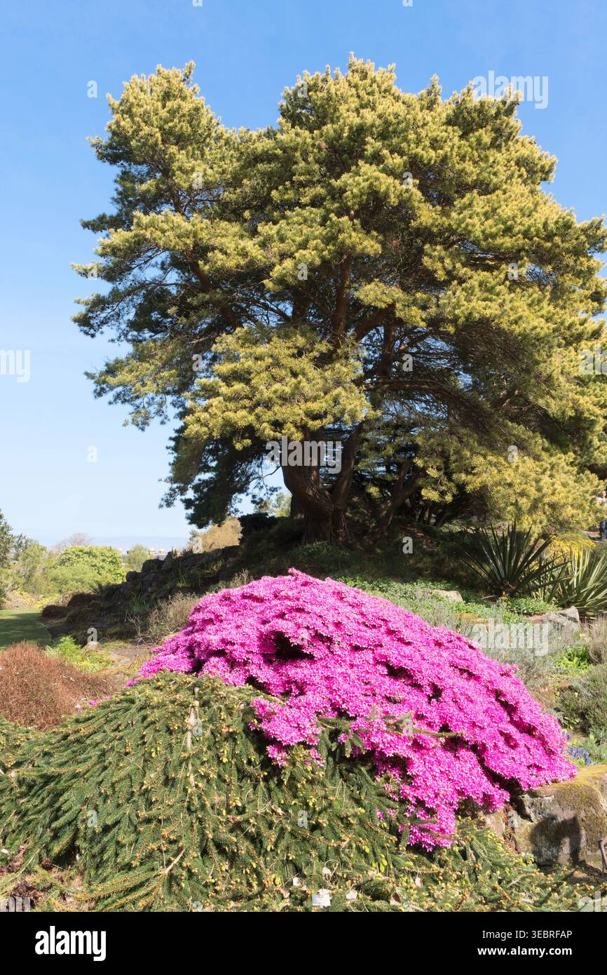 Fioritura primaverile nel giardino botanico di Edimburgo, in Scozia Foto Stock