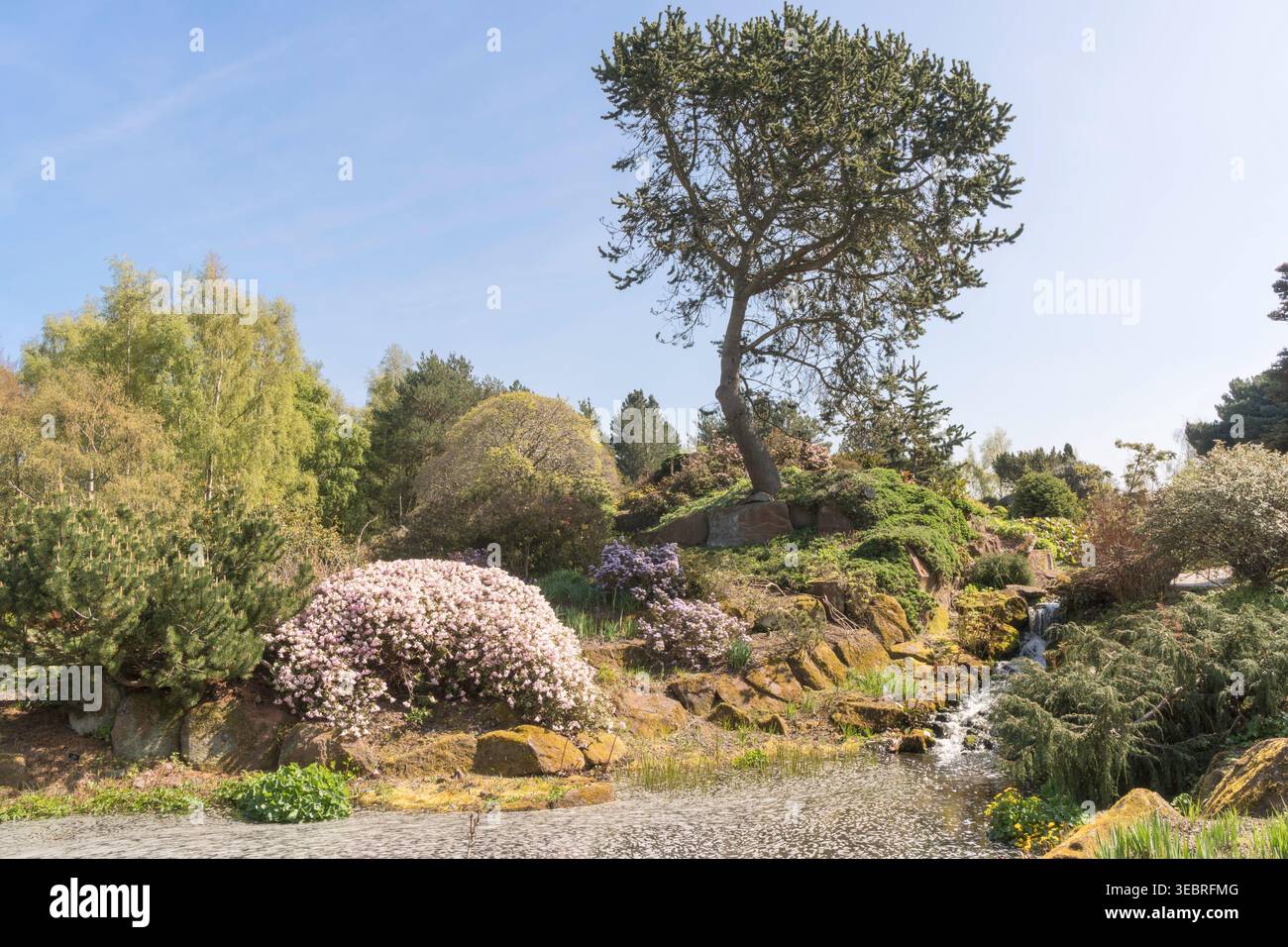 Vista primaverile del giardino roccioso e del ruscello, del Royal Botanic Garden di Edimburgo, Scozia Foto Stock