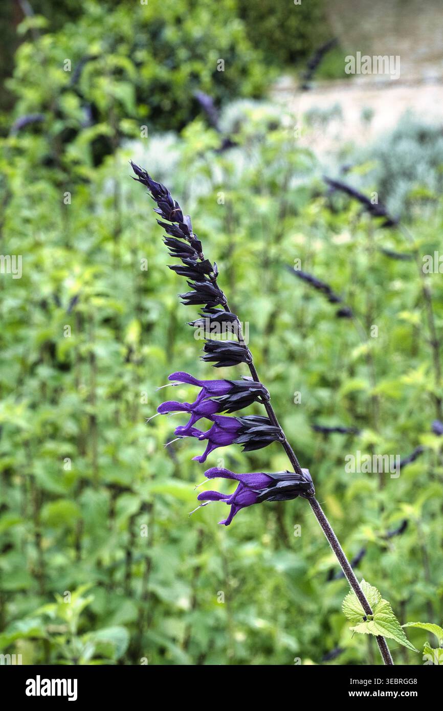 Fiori alti Blue Salvia Guaranitica "Super Trouper" Foto Stock