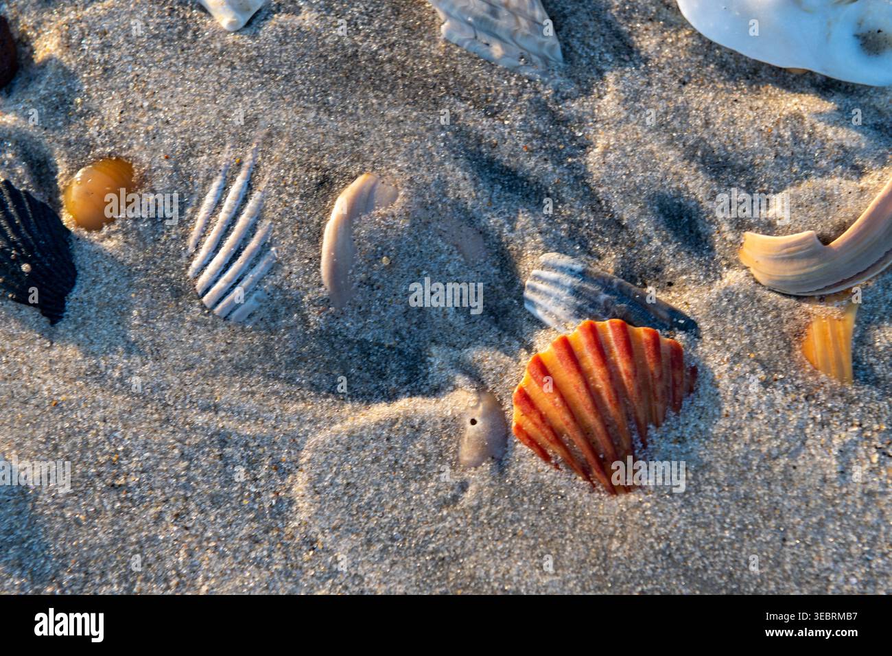Sea Shells parzialmente sepolto a Sand on Beach Foto Stock