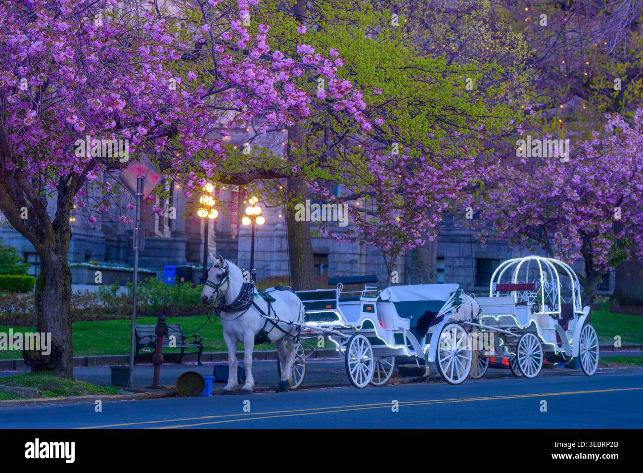 Una carrozza trainata da cavalli fiancheggiata da alberi di ciliegio rosa in fiore. Victoria, Columbia Britannica, Canada Foto Stock