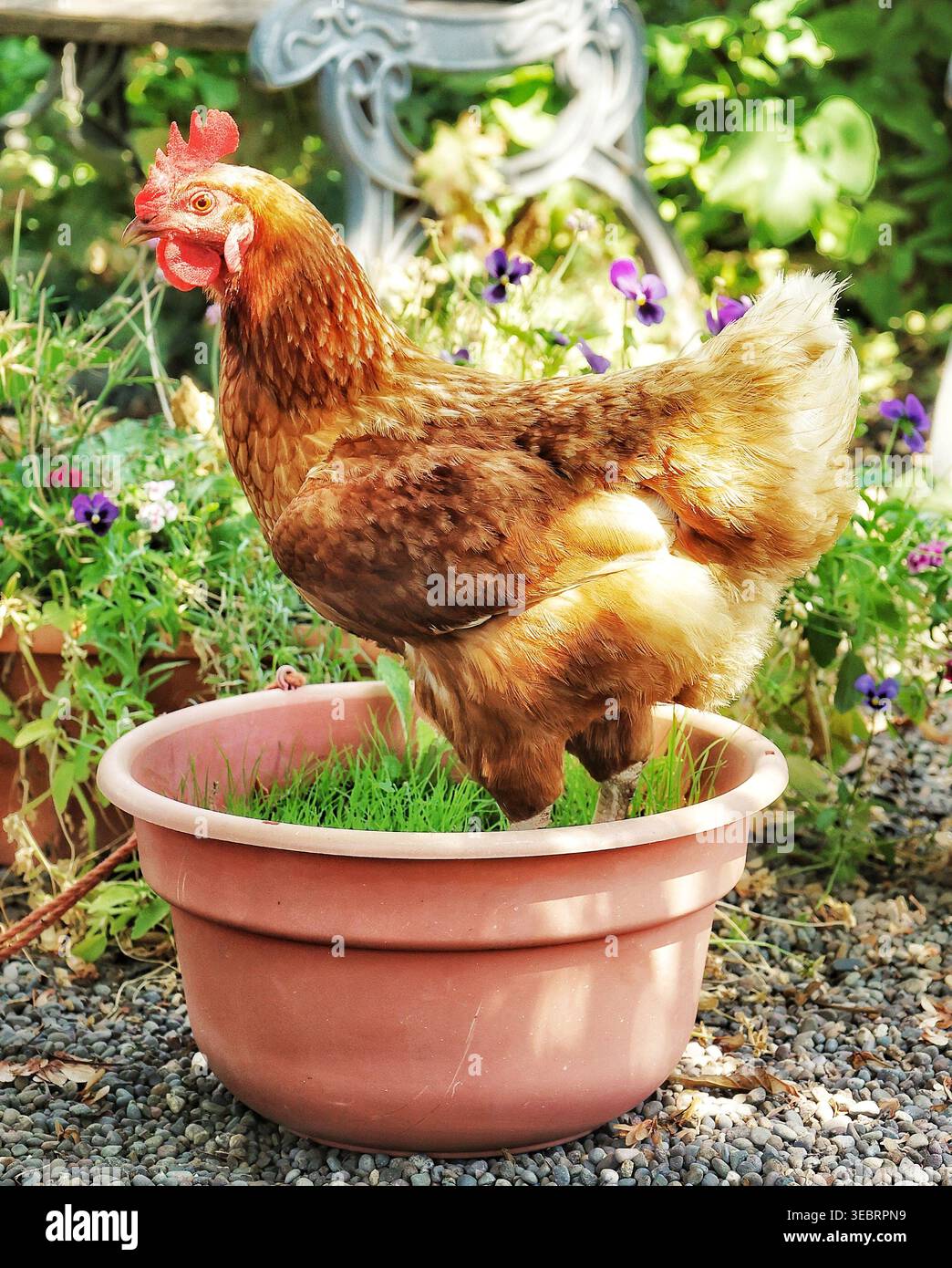 Brown Hen in piedi in una piantatrice di Terra cotta circondata da pansie viola in un giardino illuminato dal sole Foto Stock