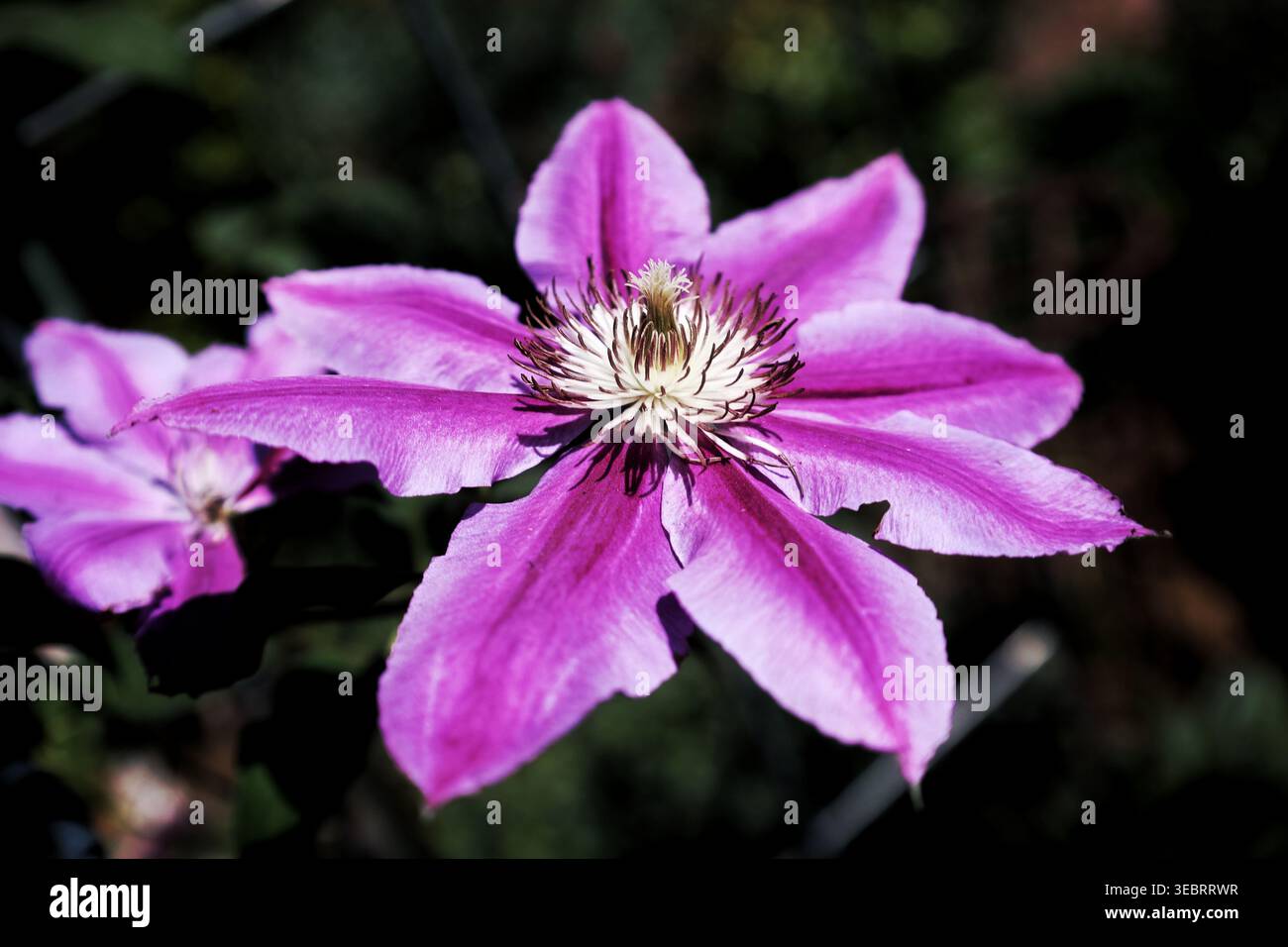 Primo piano di un vivace fiore viola Clematis che sboccia alla luce del sole estivo Foto Stock