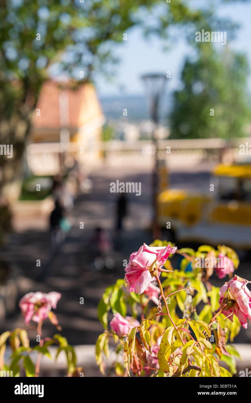 Le rose rosa incantate fanno da cornice alla piazza illuminata dal sole e al treno turistico di Grasse, in Francia Foto Stock