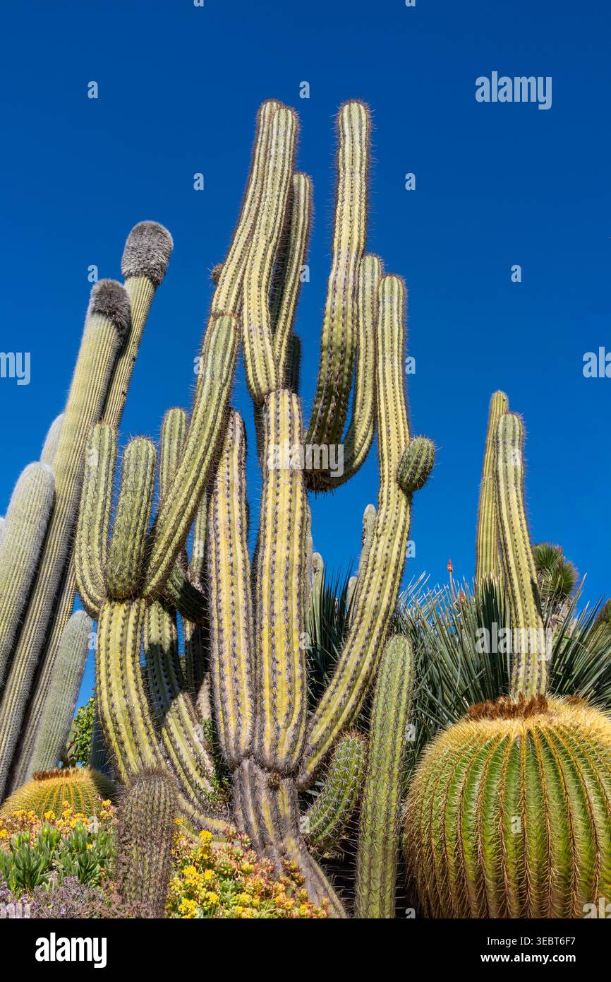 Francia, Eze, uno splendido villaggio medievale di "nido d'aquila" sulla Costa Azzurra, il Cactus Garden Foto Stock