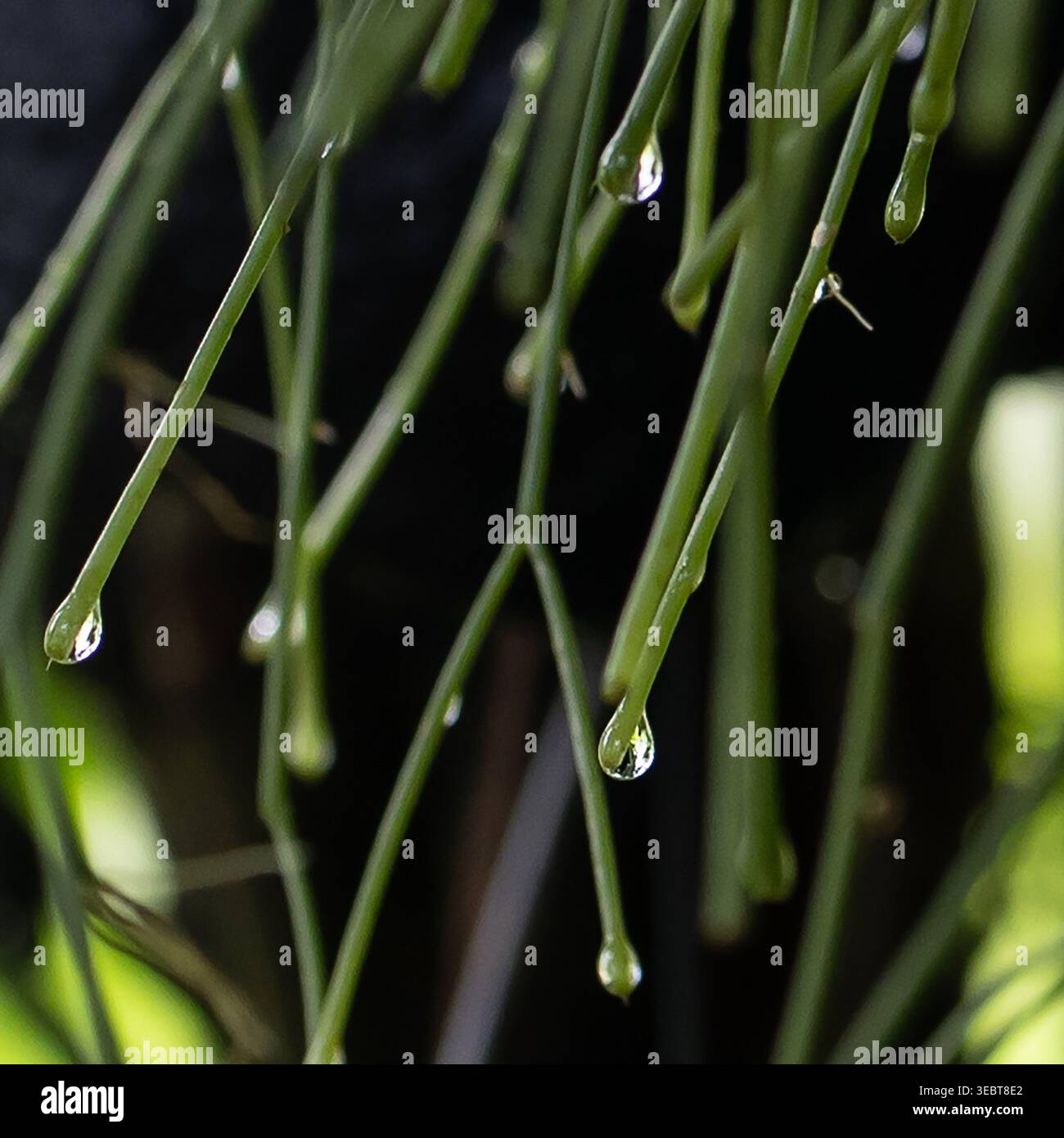 Gocce d'acqua appese alle foglie di pianta Foto Stock