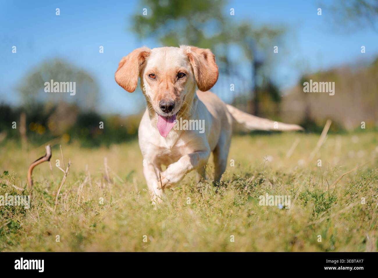 Passeggiata con cani attivi attraverso l'erba nel parco o nel giardino Foto Stock