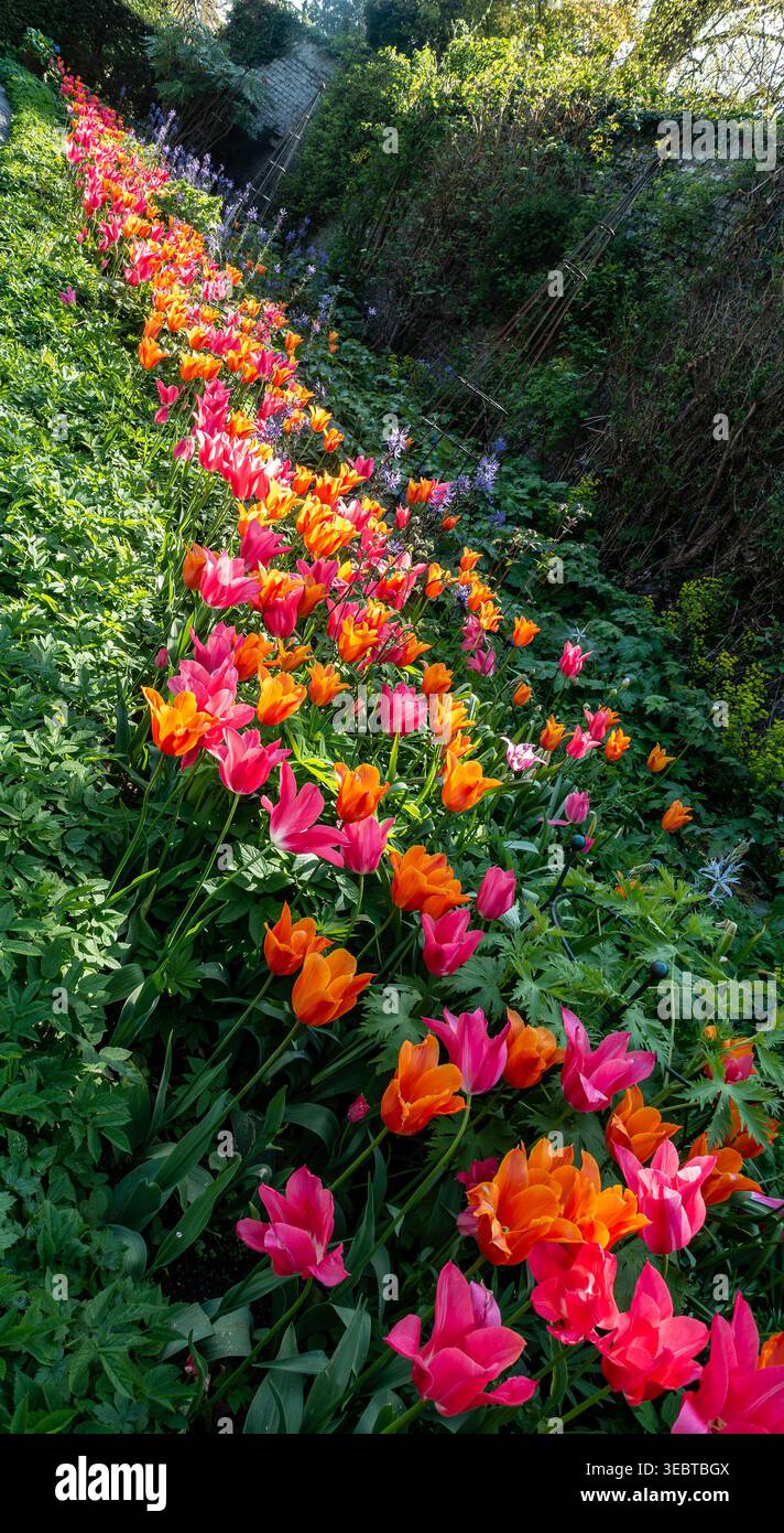 Una vivace fila di tulipani rosa e arancioni in un giardino. I fiori crescono accanto a un lussureggiante fogliame verde e a un muro di pietra in un parco in Irlanda. Foto Stock