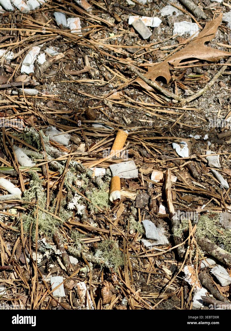 I mozziconi di sigaretta vengono gettati nelle terre di conservazione del collo di Bell ad Harwich, Massachusetts. I mozziconi di sigaretta sono la forma più abbondante di rifiuti di plastica. Foto Stock