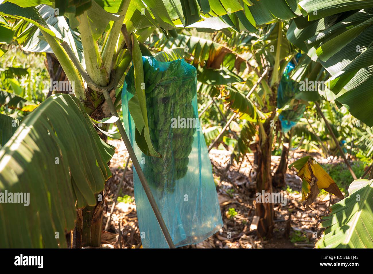 Le banane verdi sono appese in un sacchetto traslucido su un albero di banana a Madeira. I pali di supporto inclinati appoggiano l'impianto mentre la luce filtrava a mezzogiorno. Foto Stock