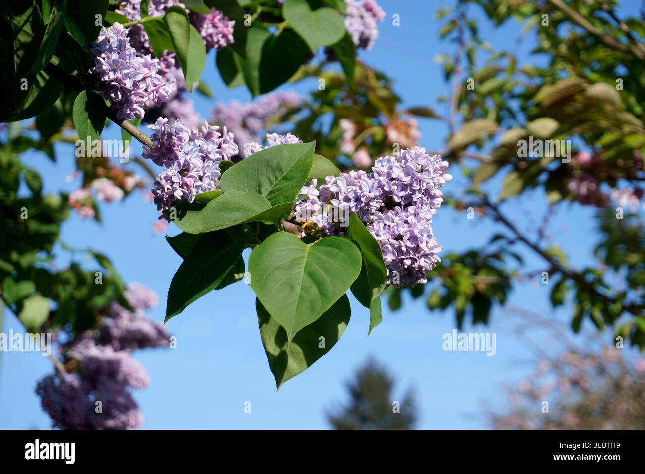 Primo piano di fiori di lilla comune (Syylan vulgaris) che fioriscono in primavera Foto Stock