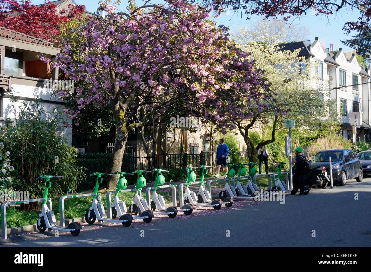 Noleggio di e-scooter in fila presso uno stand nel quartiere Kitsilano, Vancouver, BC, Canada Foto Stock