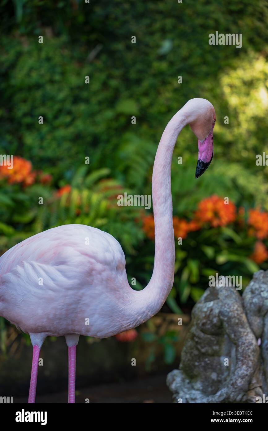 Un fenicottero rosa si erge di profilo a Madeira, in Portogallo, tra fiori d'arancio e folta fogliame. La luce soffusa del giorno mette in risalto il collo curvo e il beccuccio nea Foto Stock