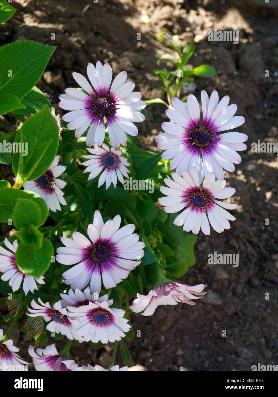 Primo piano di margherite africane bianche e viola o Cape Daisies ( Osteospermum) in primavera, Vancouver, BC, Canada Foto Stock