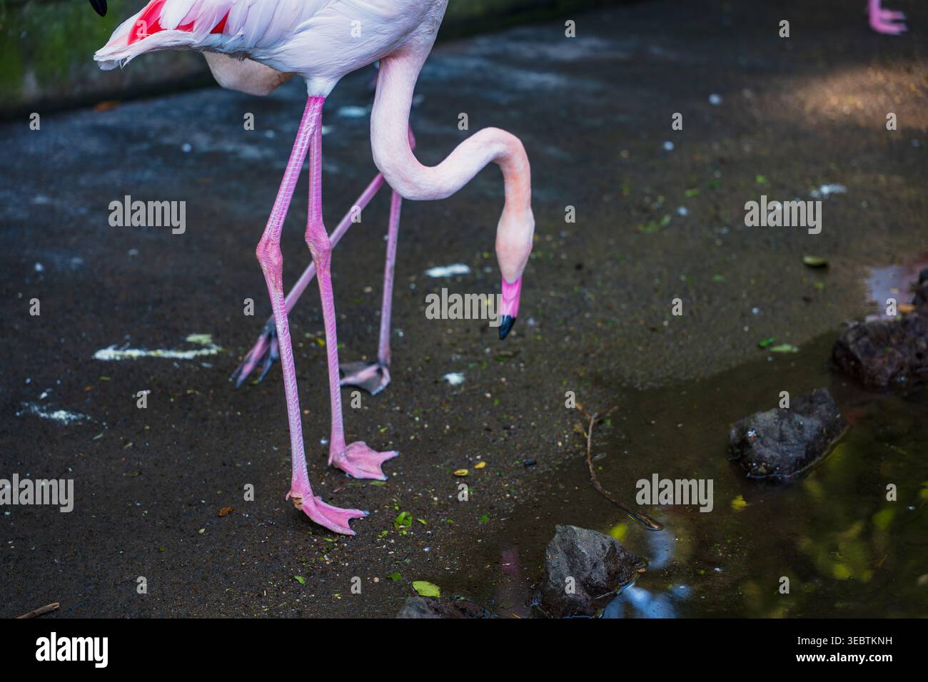 Un fenicottero rosa si trova in un piccolo laghetto, con il collo curvato mentre ispeziona l'acqua. Gambe sottili e becco con punta nera spiccano vicino alle rocce vulcaniche di Madeira, Foto Stock