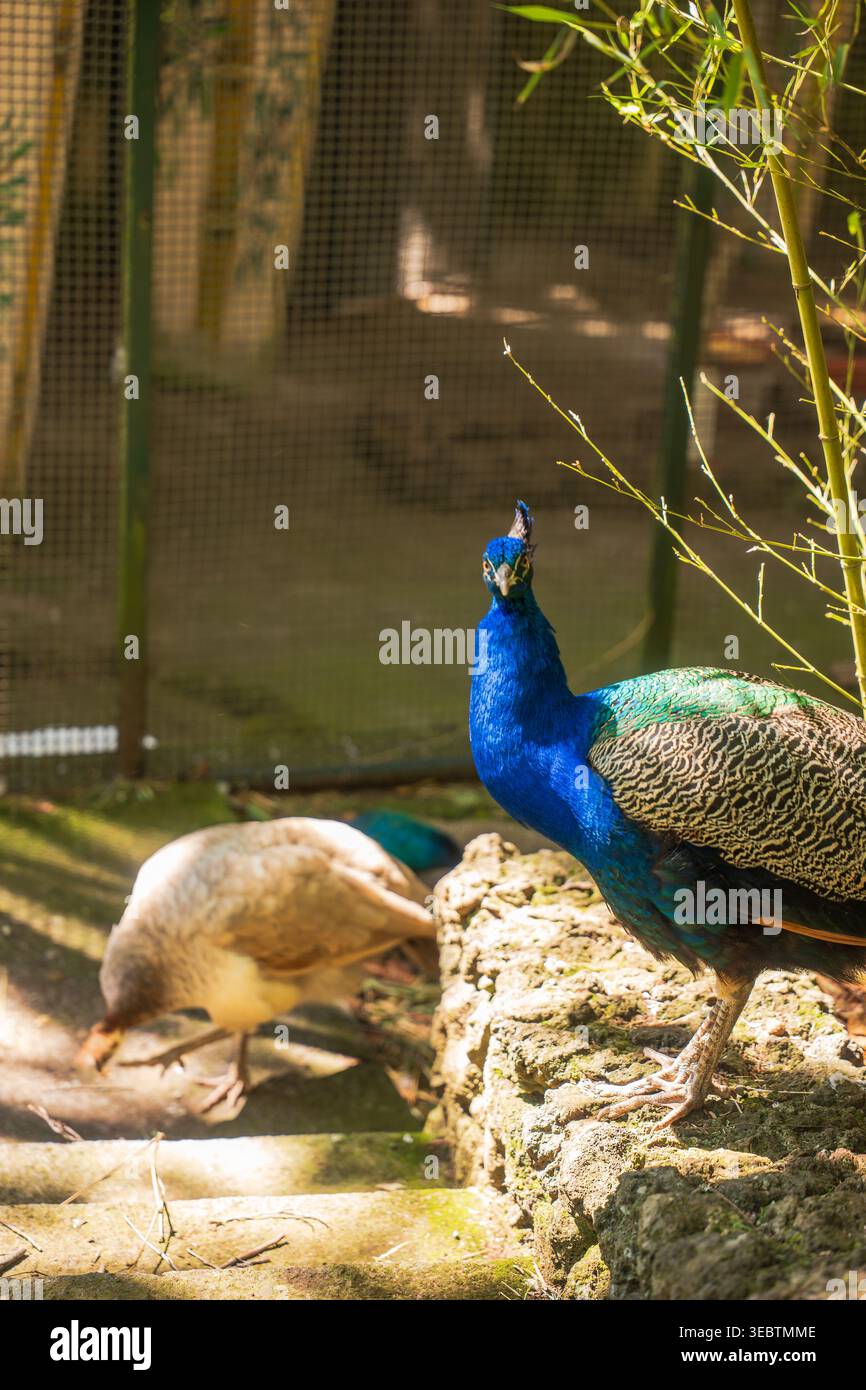 Un pavone si erge allertato su una sporgenza di pietra illuminata dal sole mentre un peahen si forgia dietro di esso in un habitat a maglie a Madeira. La luce soffusa filtra attraverso il bambù come b Foto Stock