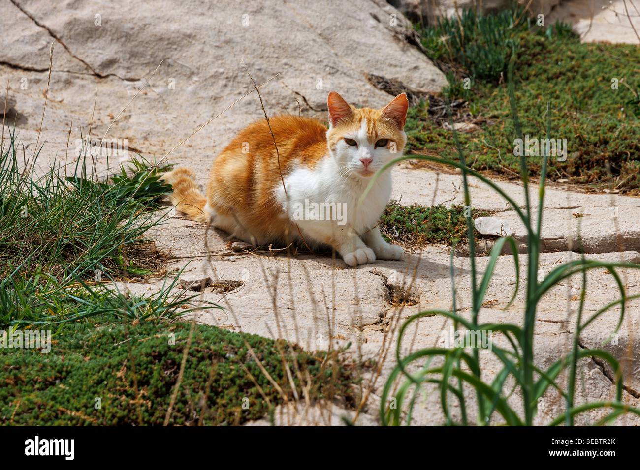 Zenzero e gatto bianco seduti su un terreno sabbioso con macchie d'erba, Foto Stock