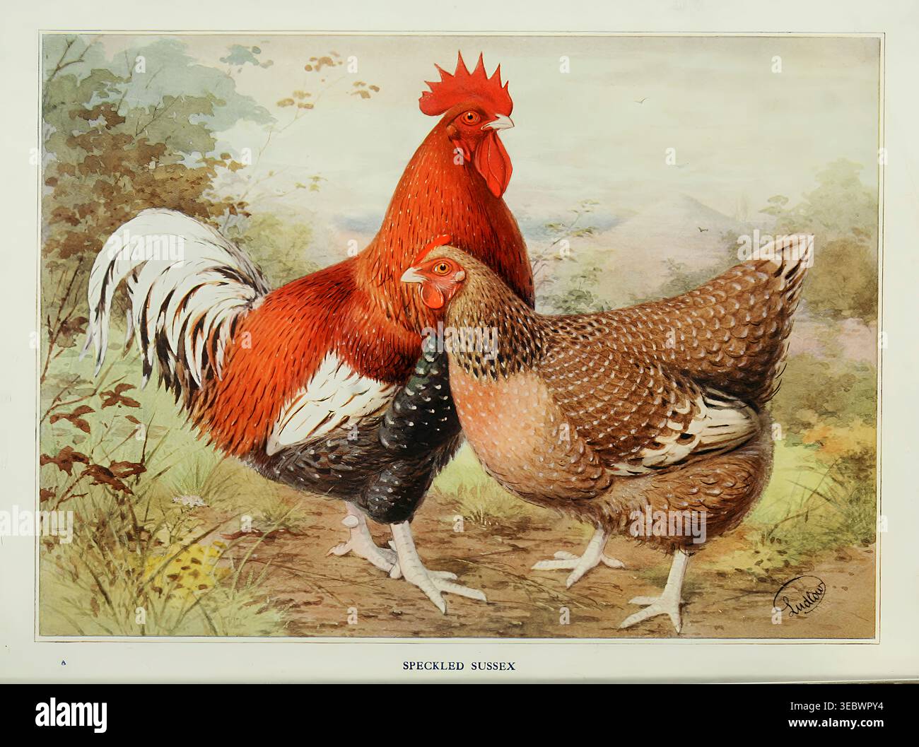 Gallo e gallina del Sussex macchiati raffigurati in un'illustrazione vintage, che mostra caratteristiche specifiche della razza avicola e animali da fattoria in un ambiente naturale all'aperto. Wright's book of Poultry di Lewis Wright, 1838-1905; Sidney Herbert Lewer, pubblicato nel 1912 Foto Stock