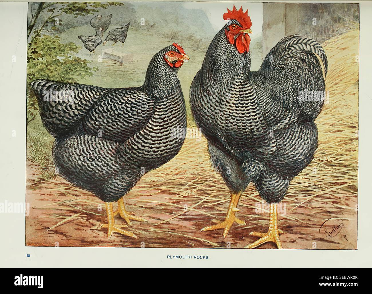 Coppia Barred Plymouth Rock, una gallina e un gallo, in piedi insieme su un cortile con paglia, che illustra le caratteristiche tradizionali dell'allevamento avicolo e della razza in un'illustrazione d'epoca. Wright's book of Poultry di Lewis Wright, 1838-1905; Sidney Herbert Lewer, pubblicato nel 1912 Foto Stock