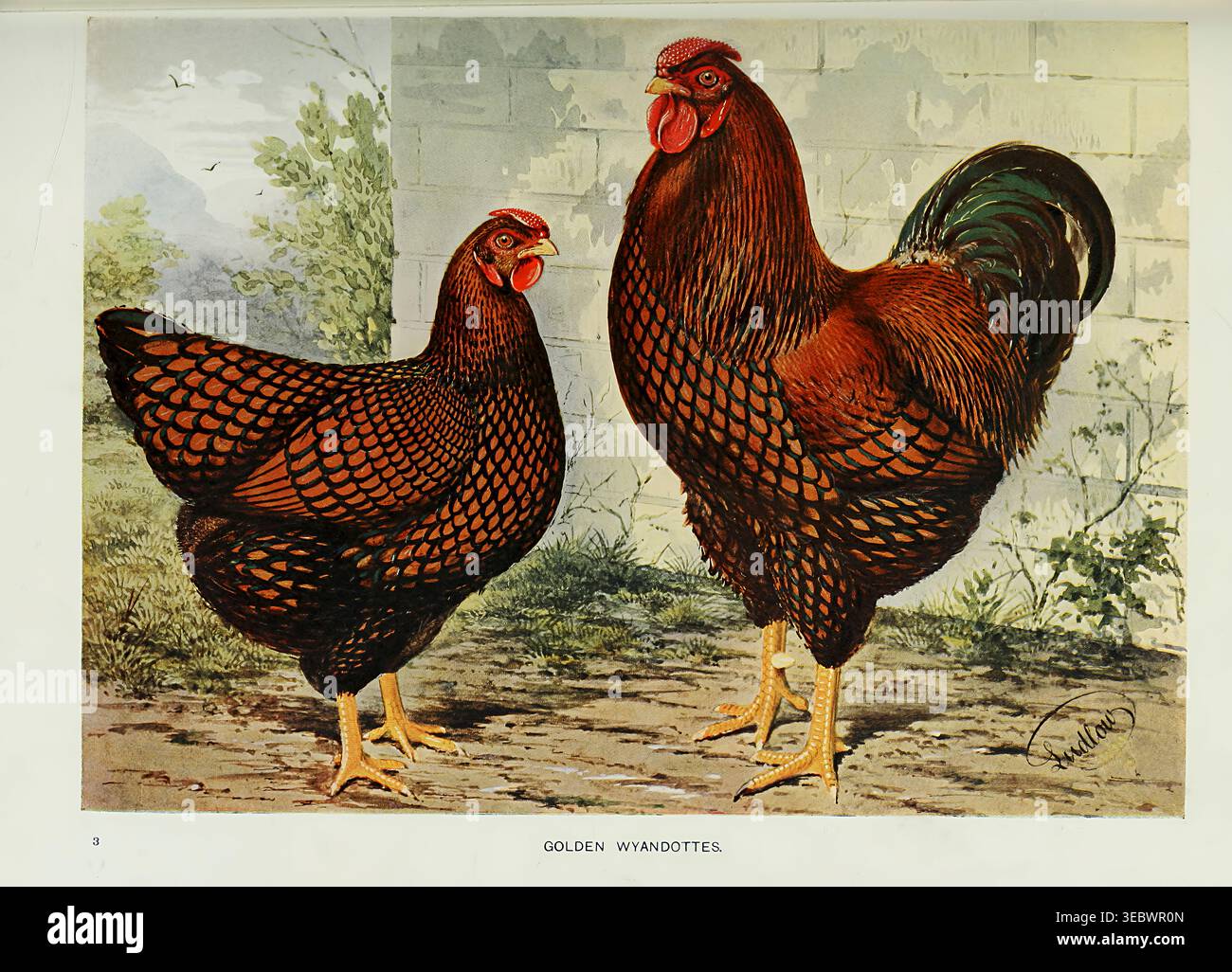 Gallina e gallo Golden Wyandotte raffigurati in una dettagliata illustrazione vintage, che mostra caratteristiche specifiche della razza e motivi di piumaggio su uno sfondo naturale. Wright's book of Poultry di Lewis Wright, 1838-1905; Sidney Herbert Lewer, pubblicato nel 1912 Foto Stock